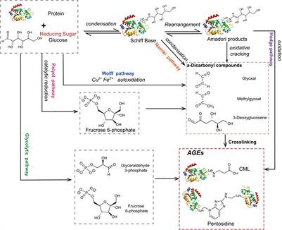 Advanced Glycation End Products in the Skin: Molecular Mechanisms, Methods of Measurement, and Inhibitory Pathways